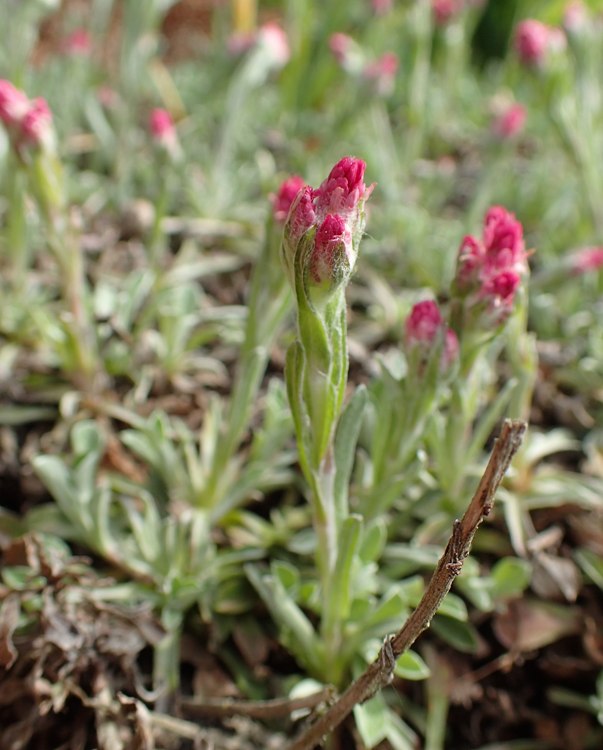 ANTENNARIA DIOICA ROTES WUNDER