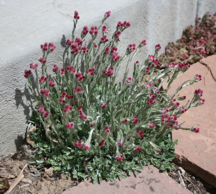 ANTENNARIA DIOICA RUBRA