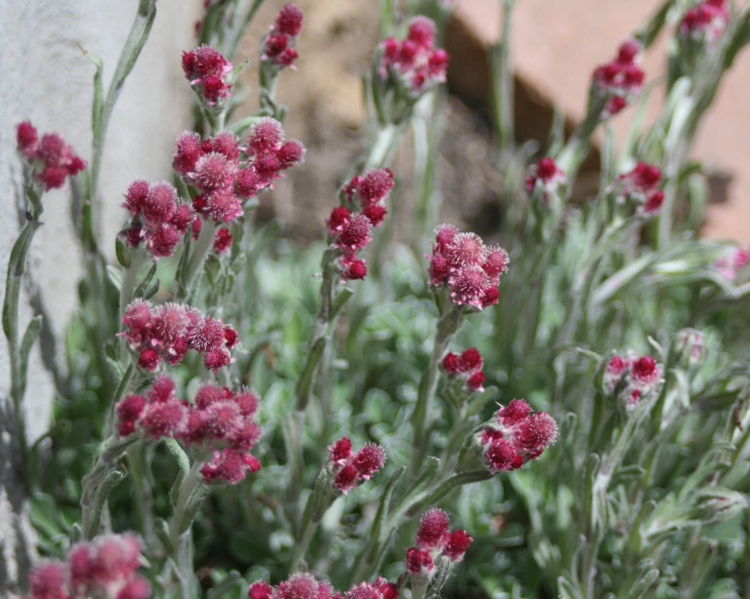 ANTENNARIA DIOICA RUBRA