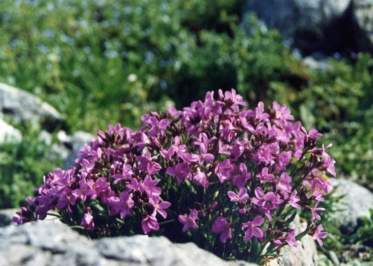 ARABIS BLEPHAROPHYLLA