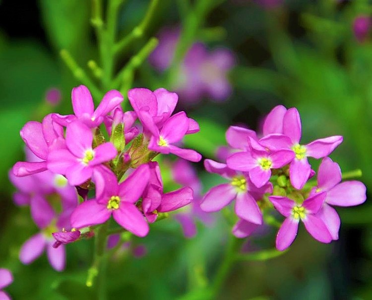 ARABIS BLEPHAROPHYLLA