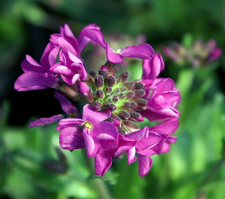 ARABIS BLEPHAROPHYLLA