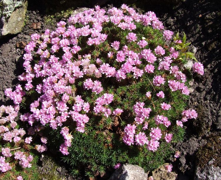 ARMERIA JUNIPERIFOLIA