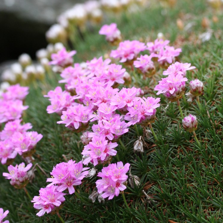 ARMERIA JUNIPERIFOLIA
