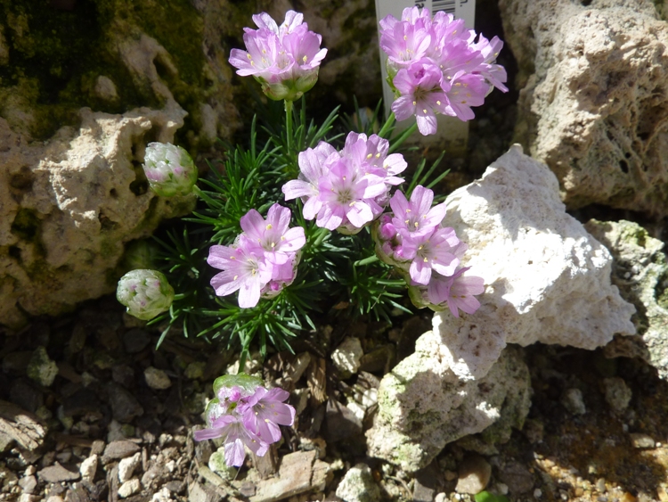 ARMERIA JUNIPERIFOLIA