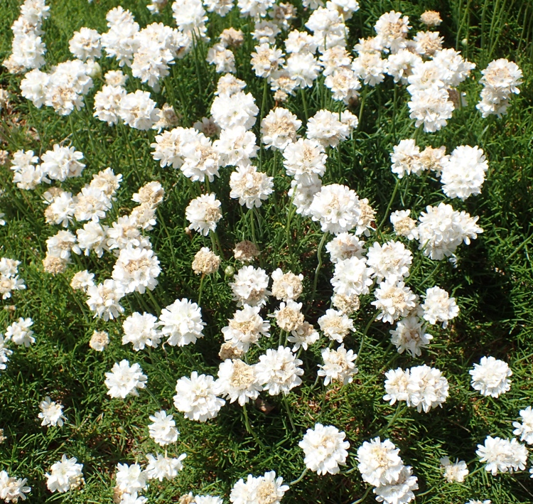 ARMERIA MARITIMA ALBA