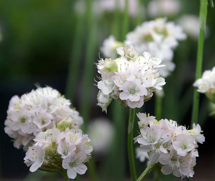 ARMERIA MARITIMA ALBA