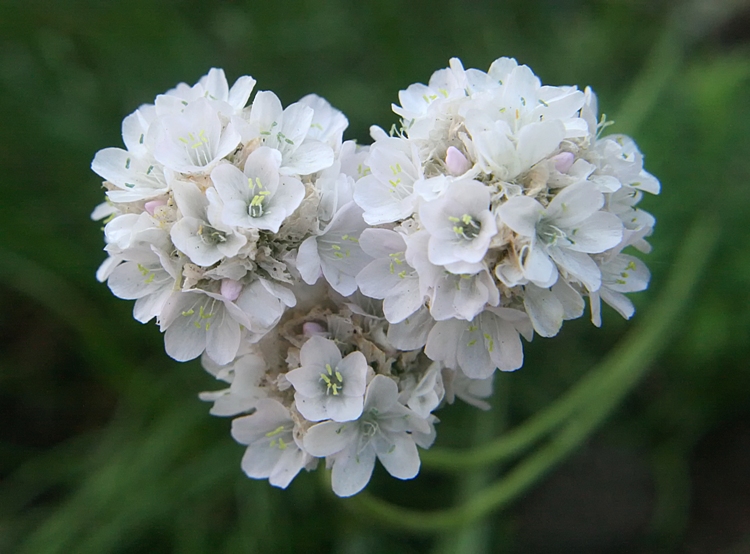 ARMERIA MARITIMA ALBA