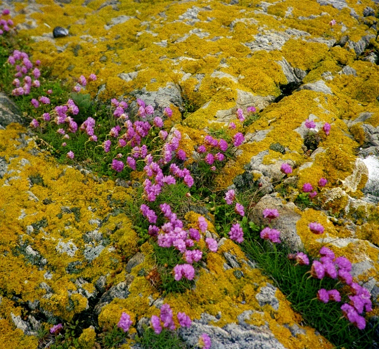 ARMERIA MARITIMA DÜSSELDORFER STOLZ