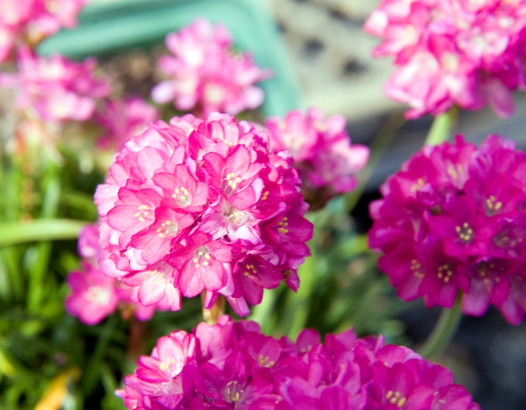 ARMERIA MARITIMA DÜSSELDORFER STOLZ