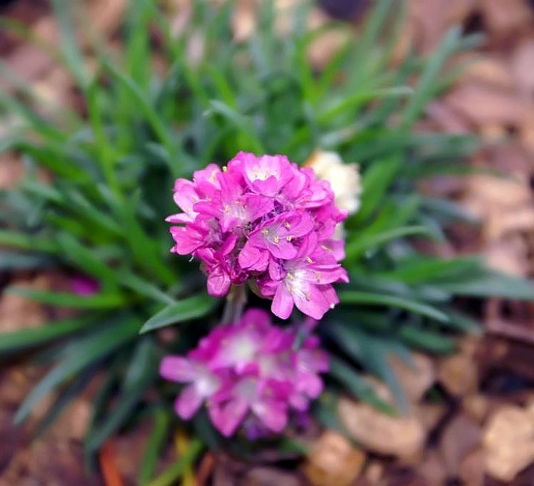 ARMERIA MARITIMA DÜSSELDORFER STOLZ