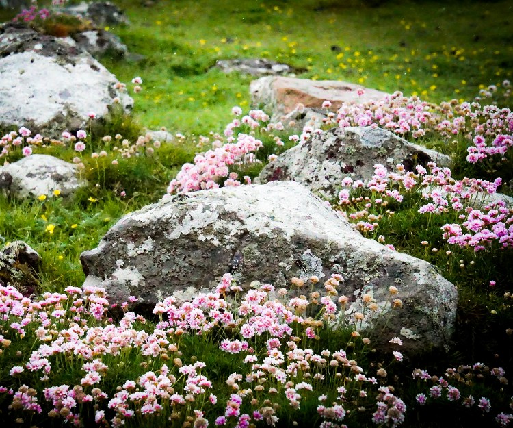 ARMERIA MARITIMA SCHÖNE VON FELLBACH