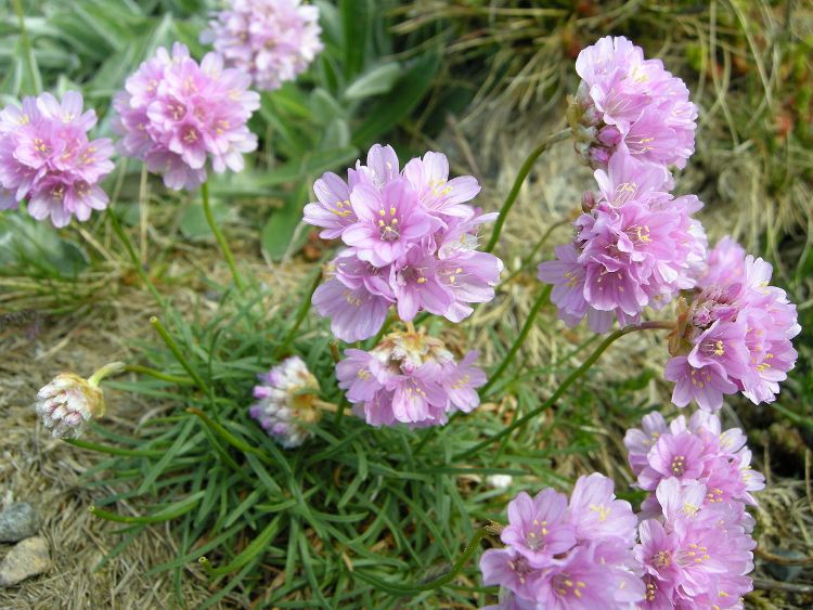 ARMERIA MARITIMA SCHÖNE VON FELLBACH