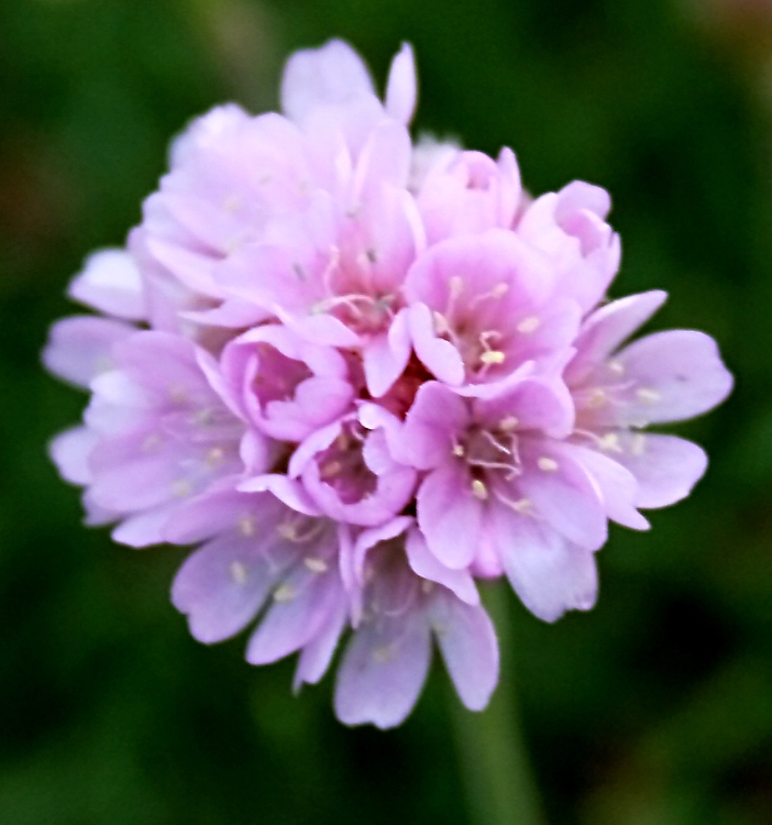 ARMERIA MARITIMA SCHÖNE VON FELLBACH