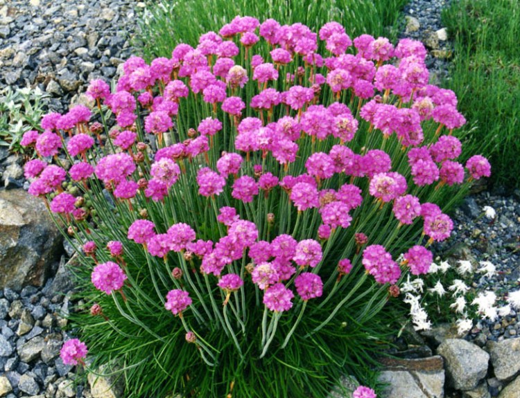 ARMERIA MARITIMA SPLENDENS