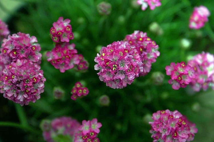 ARMERIA MARITIMA SPLENDENS