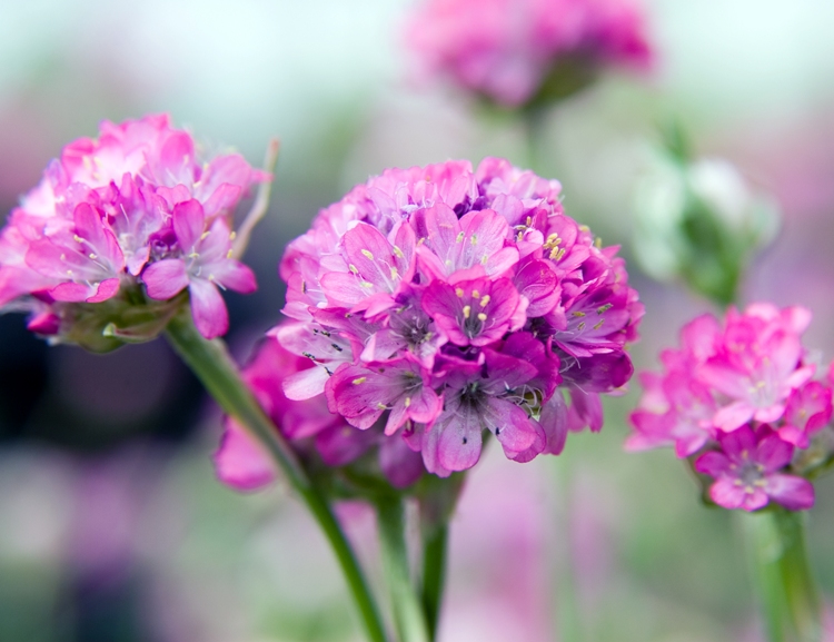 ARMERIA MARITIMA SPLENDENS