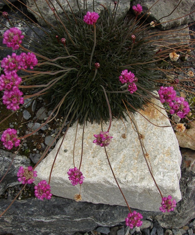 ARMERIA MARITIMA VESUV