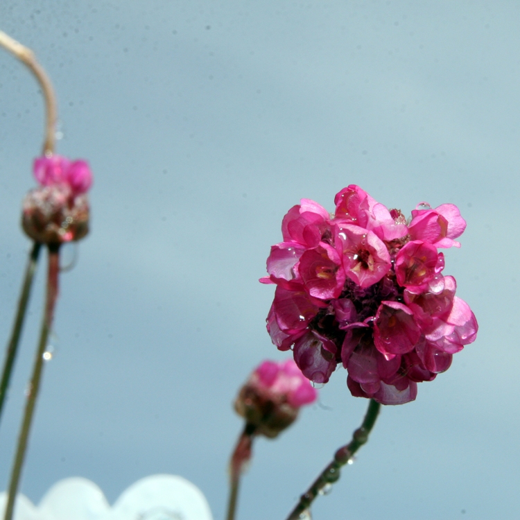 ARMERIA MARITIMA VESUV