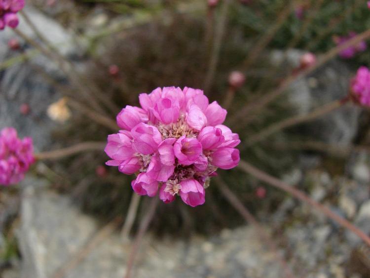 ARMERIA MARITIMA VESUV