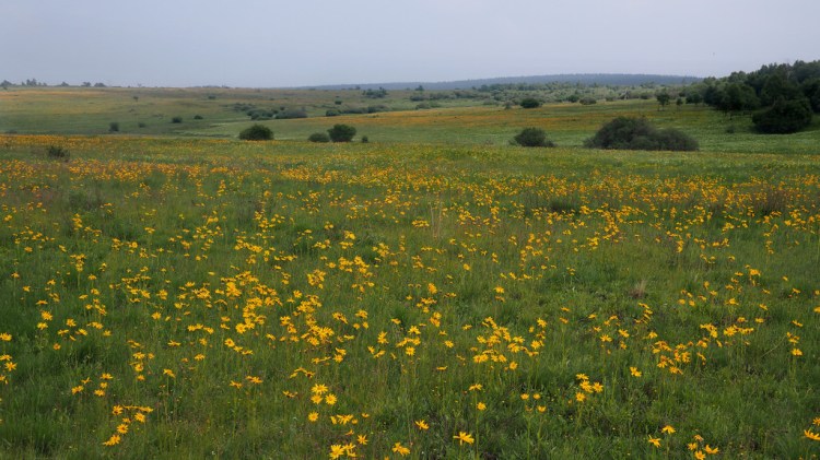 ARNICA MONTANA