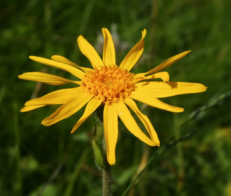 ARNICA MONTANA