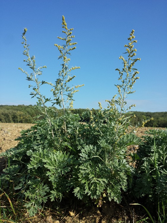 ARTEMISIA ABSINTHIUM