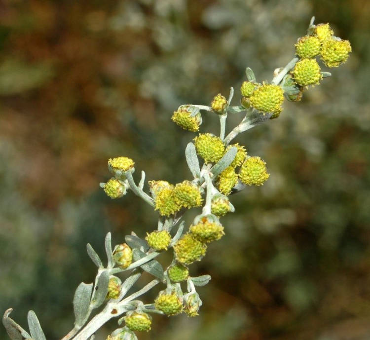 ARTEMISIA ABSINTHIUM