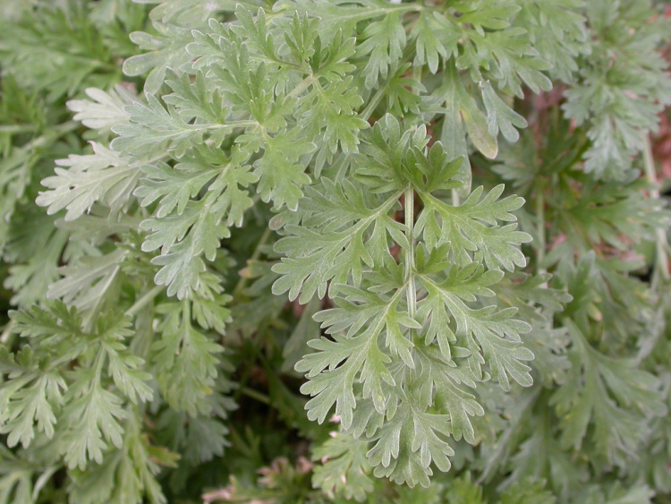 ARTEMISIA ABSINTHIUM