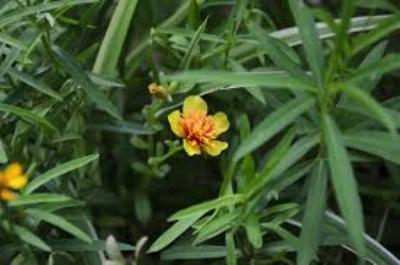 ARTEMISIA DRACUNCULUS (DRAGONCELLO)