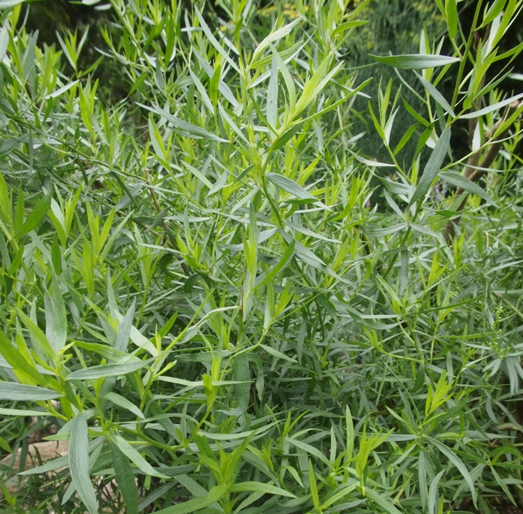 ARTEMISIA DRACUNCULUS (DRAGONCELLO)
