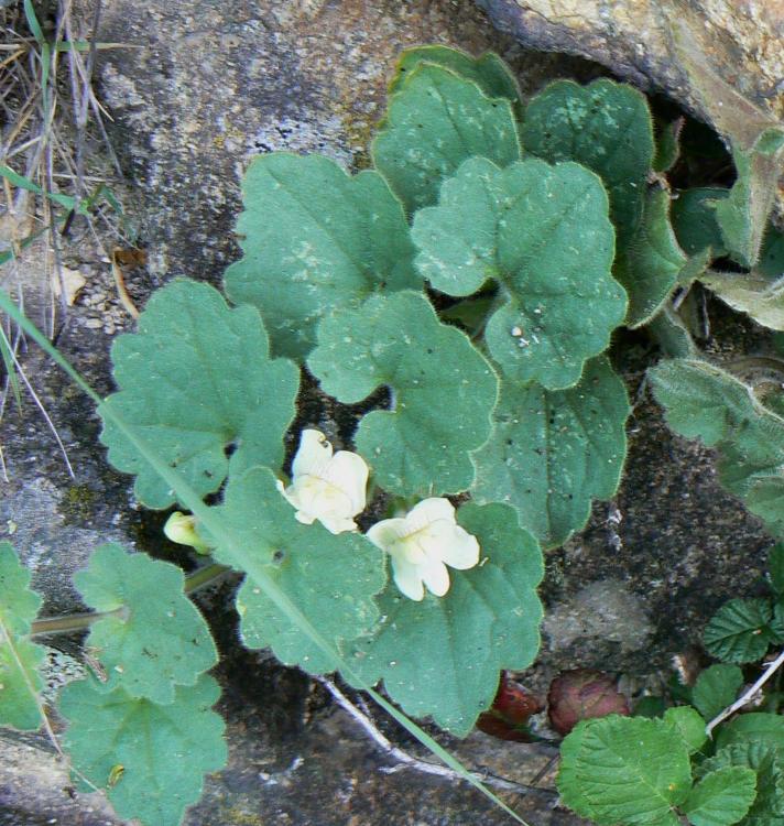 ASARINA PROCUMBENS