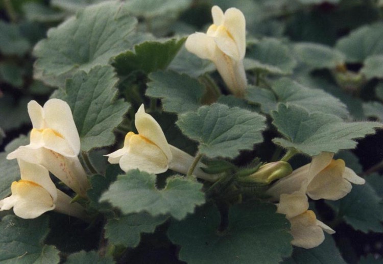 ASARINA PROCUMBENS