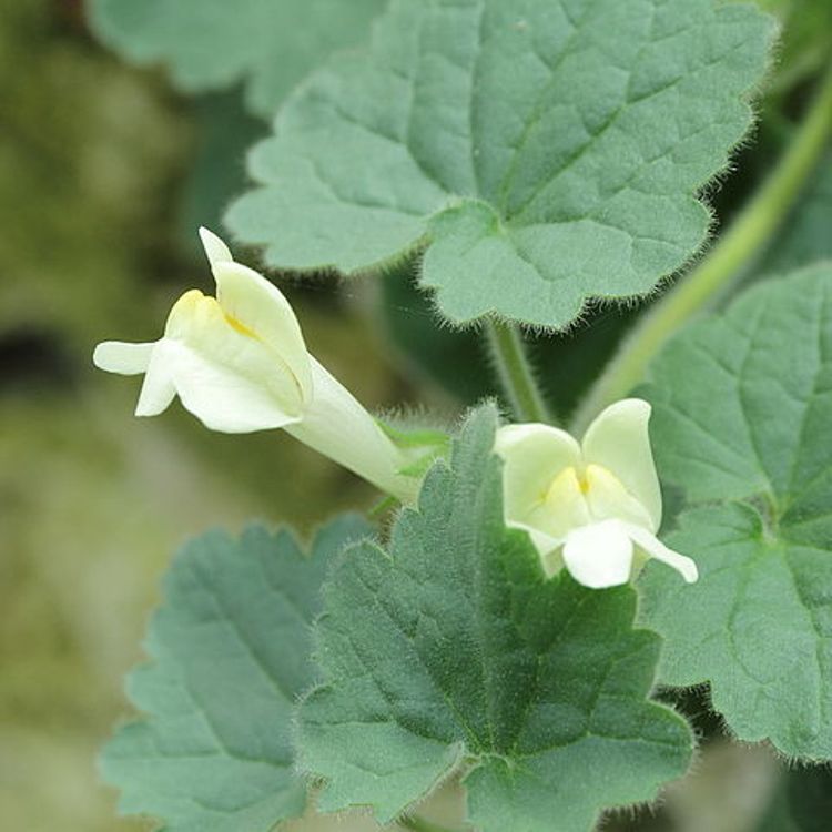 ASARINA PROCUMBENS