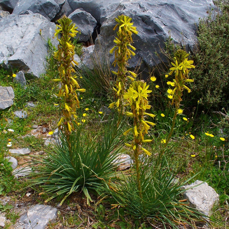 ASPHODELINE LUTEA