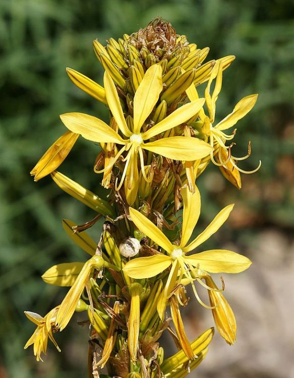 ASPHODELINE LUTEA