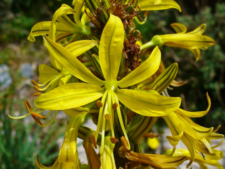 ASPHODELINE LUTEA