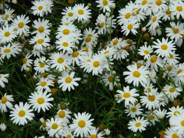 ASTER ALPINUS ALBUS