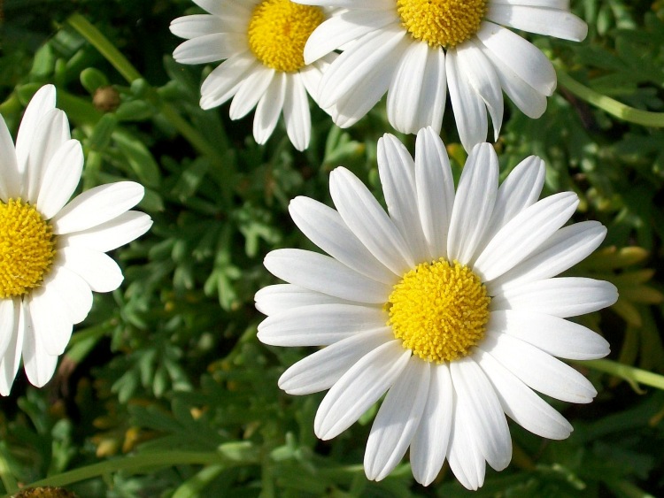 ASTER ALPINUS ALBUS