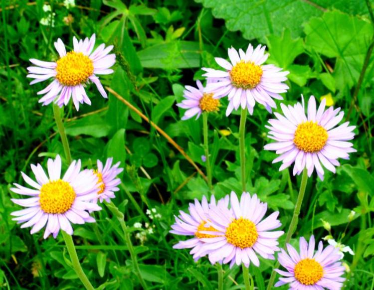 ASTER ALPINUS ALBUS