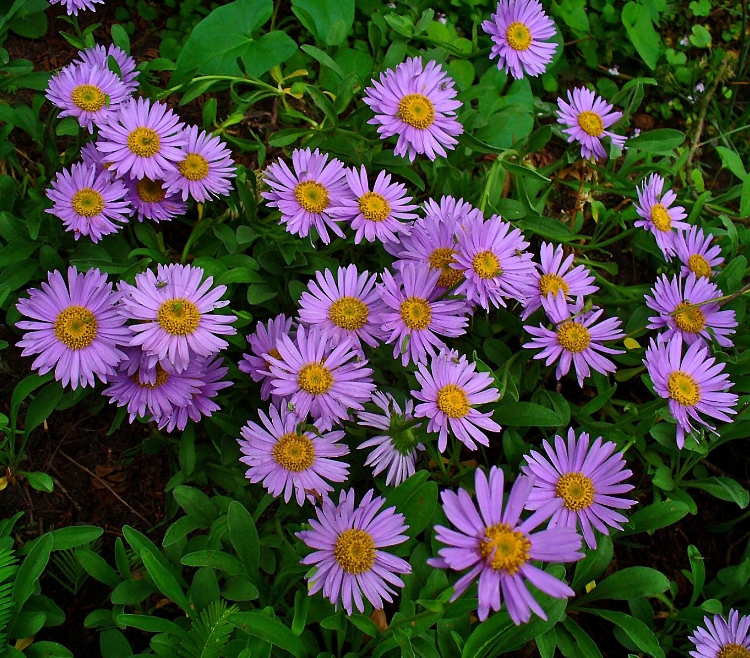 ASTER ALPINUS GOLIATH