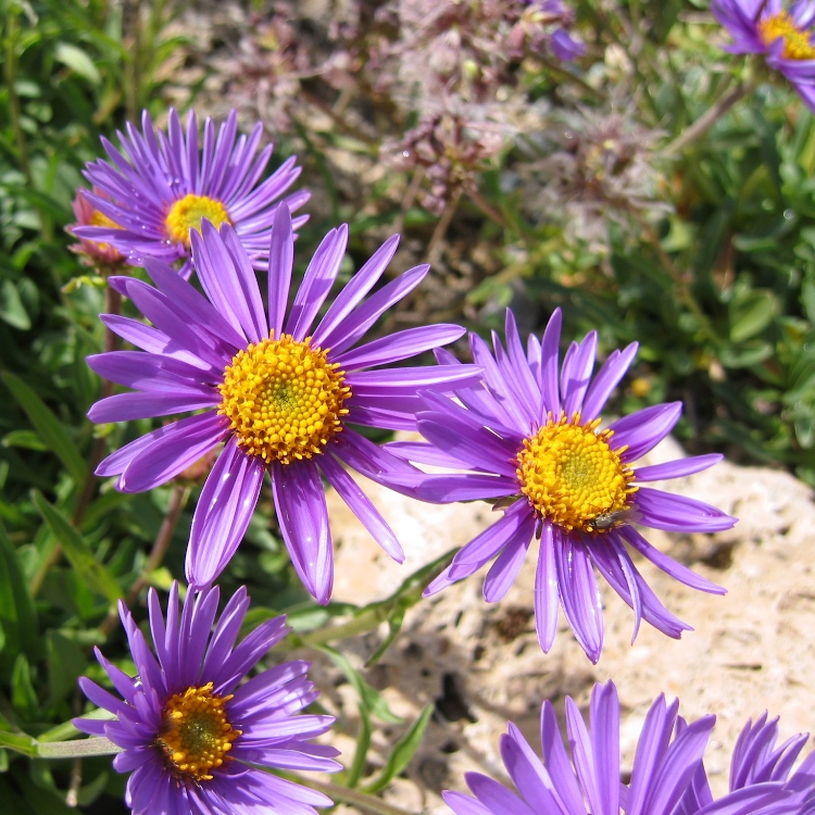 ASTER ALPINUS GOLIATH