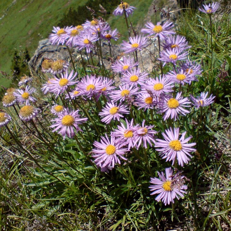 ASTER ALPINUS GOLIATH