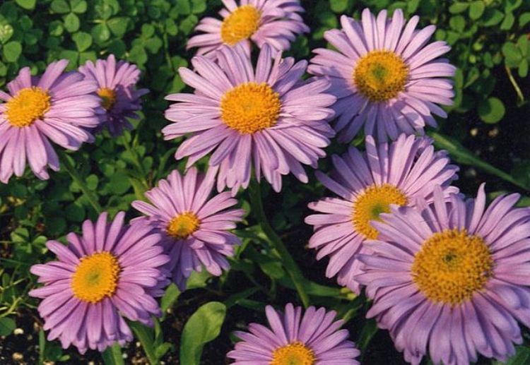 ASTER ALPINUS HAPPY END