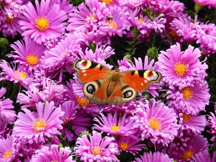 ASTER ALPINUS HAPPY END
