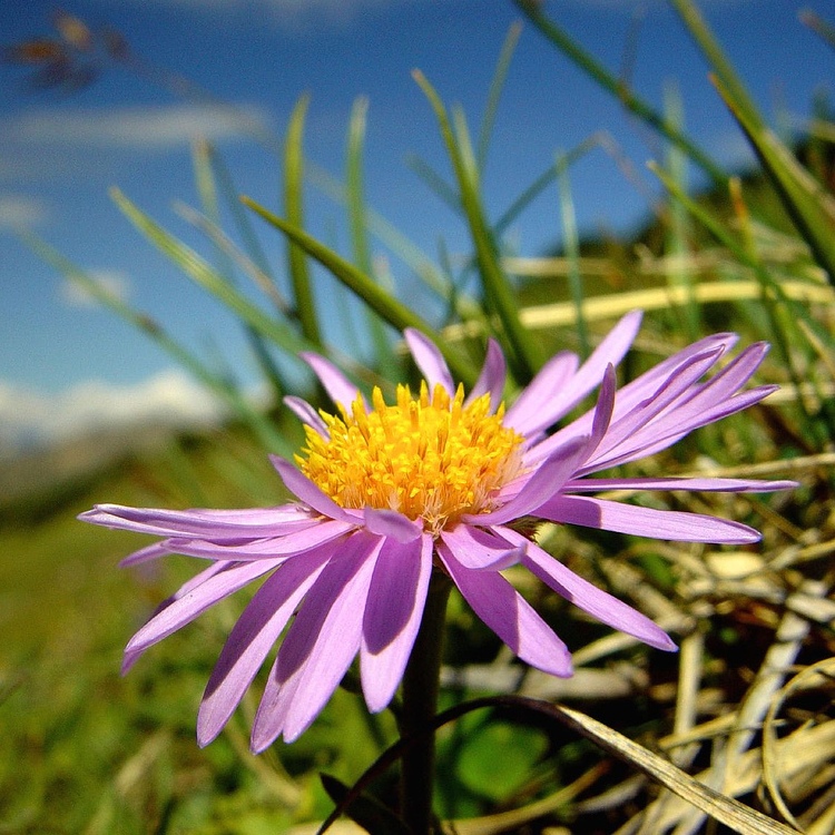 ASTER ALPINUS HAPPY END