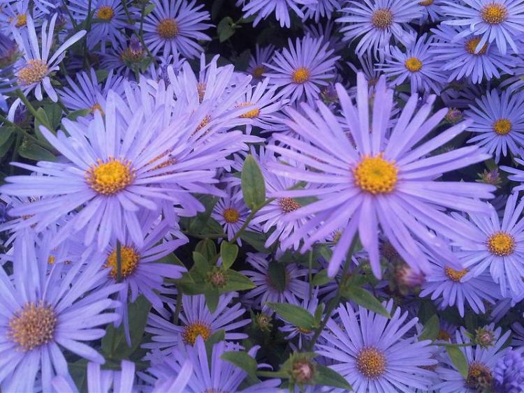 ASTER AMELLUS RUDOLF GOETHE