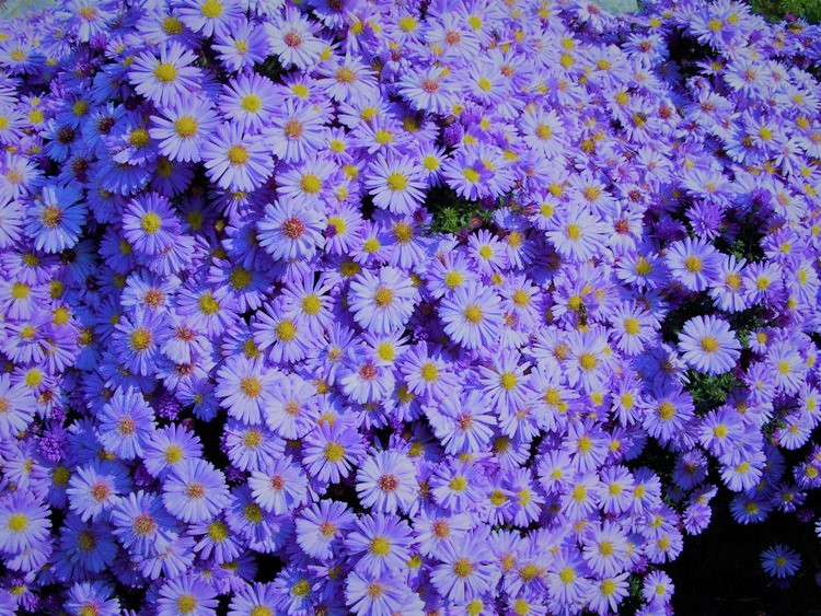 ASTER AMELLUS RUDOLF GOETHE