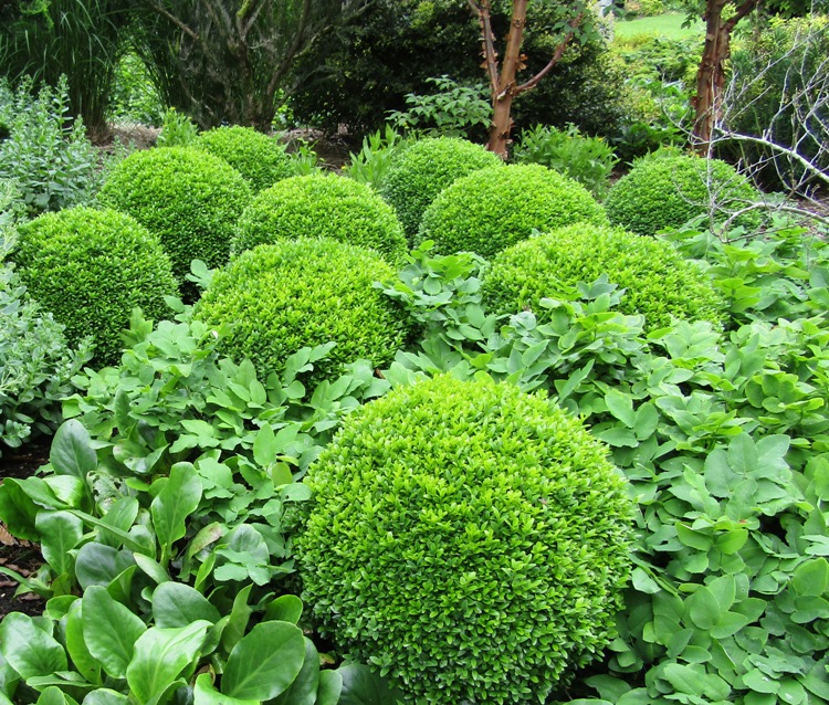 BUXUS SEMPERVIRENS A PALLA