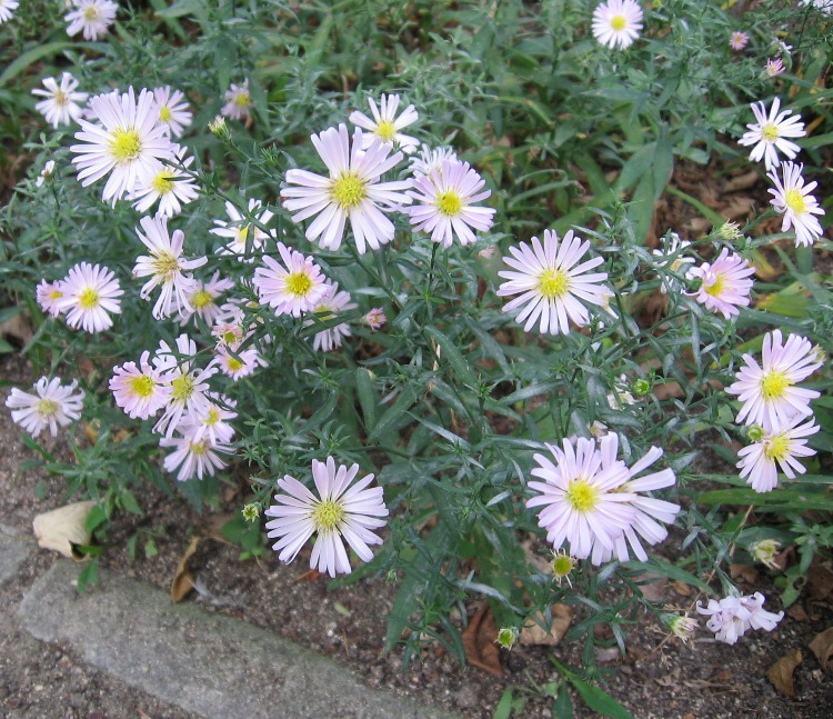 ASTER X DUMOSUS KRISTINA